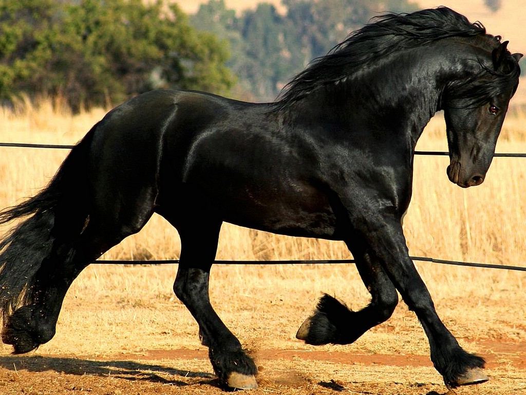 Beautiful Black Horse