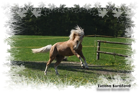 welsh mountain pony (a),,zuzule