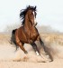 arabian-horse81