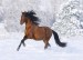 Horse_In_Snow_Wallpaper_li5h8